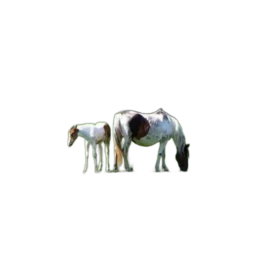 animal, creature, staff, furniture transparent PNG cut-out