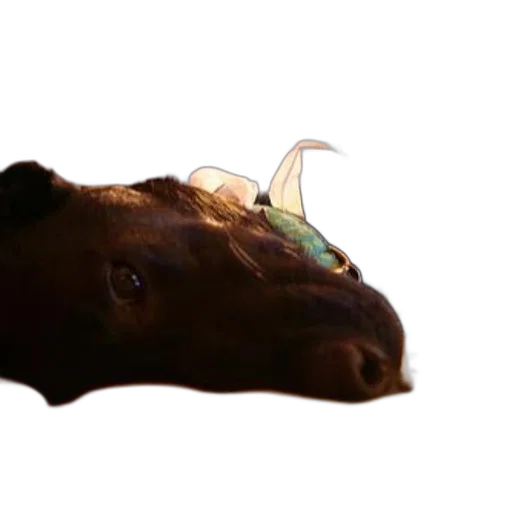 animal, creature, dragon, mask, photorealistic, 3d render, concept art, underwater transparent PNG cut-out