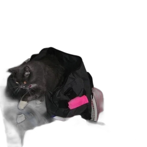 jacket, animal, hat, shoes transparent PNG cut-out