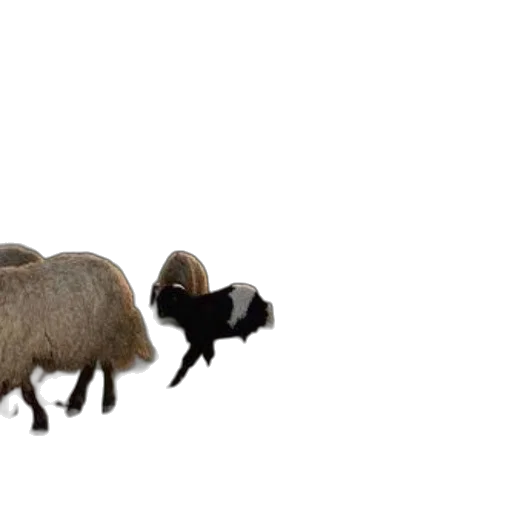 animal, creature, hair, hat, 3d render, concept art, photorealistic, sheep transparent PNG cut-out