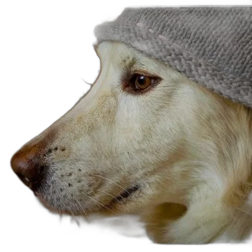 hat, animal, face, creature, photorealistic, dog, wearing, knitted transparent PNG cut-out