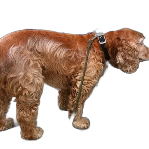animal, staff, creature, weapon, photorealistic, 3d render, concept art, dog transparent PNG cut-out