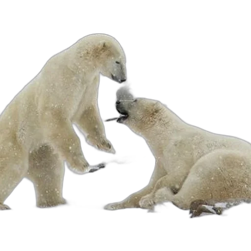 animal, snow, two, polar, bears, playfully, sparring transparent PNG cut-out