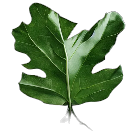 tree, food, dragon, crown transparent PNG cut-out