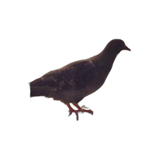 animal, staff, crown, creature transparent PNG cut-out