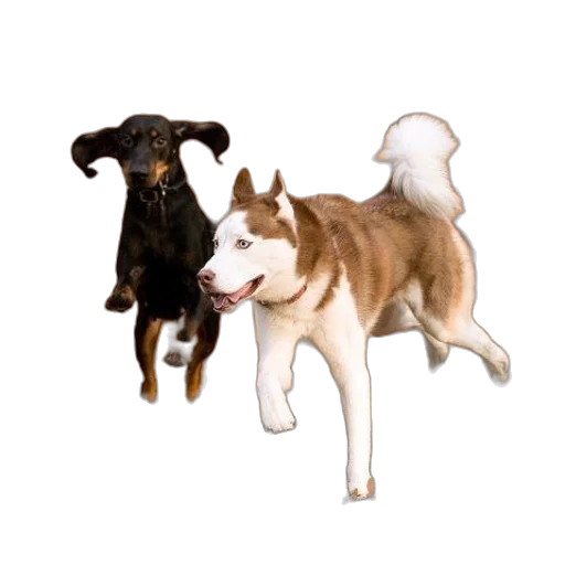 animal, pixel art, photorealistic, 3d render, concept art, two, dogs, playfully transparent PNG cut-out