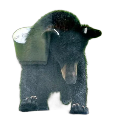 animal, hat, creature, jacket, 3d render, concept art, photorealistic, black transparent PNG cut-out