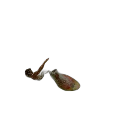 food, staff, weapon, hair transparent PNG cut-out