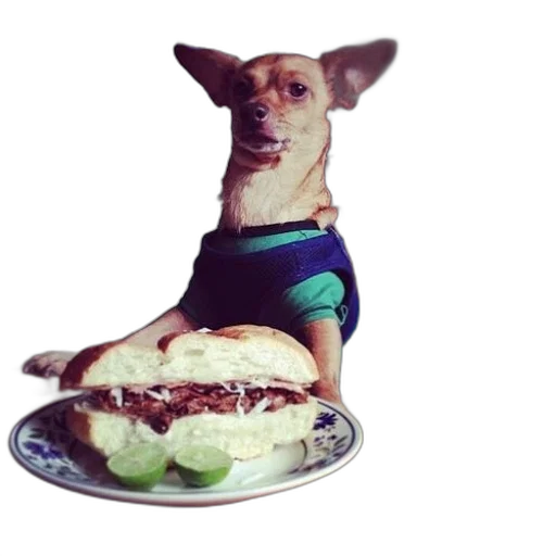 food, animal, creature, dress, photorealistic, dog, wearing, green transparent PNG cut-out