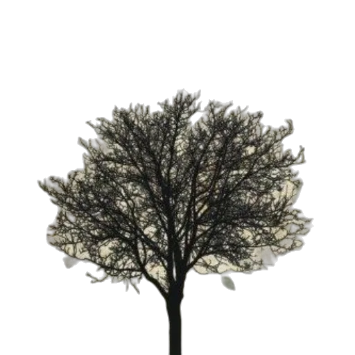 tree, crown, hair, hat, 3d render, photorealistic, concept art, fantasy art transparent PNG cut-out