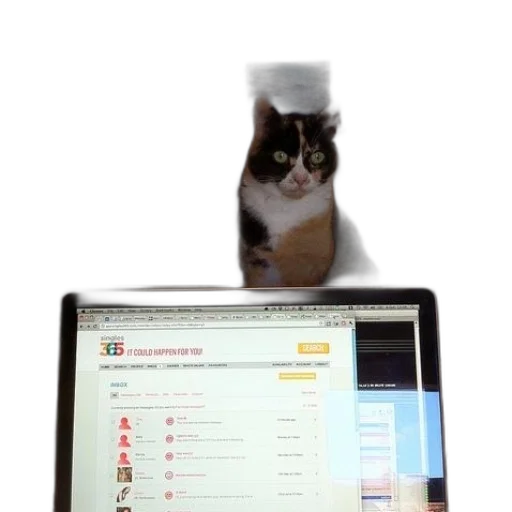 staff, bottle, hat, animal, cat, sits, behind, laptop transparent PNG cut-out