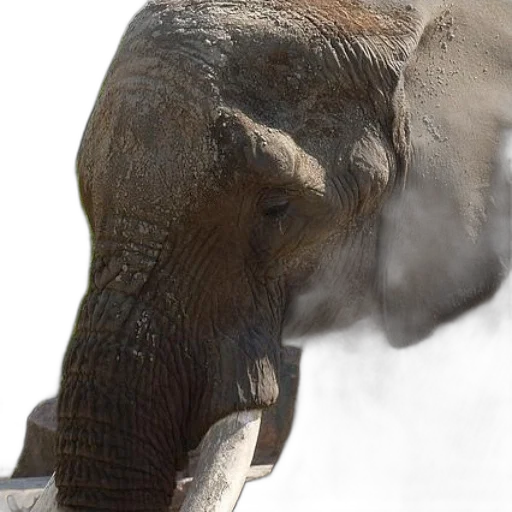 animal, creature, majestic, elephant, stands, natural, setting, trunk transparent PNG cut-out
