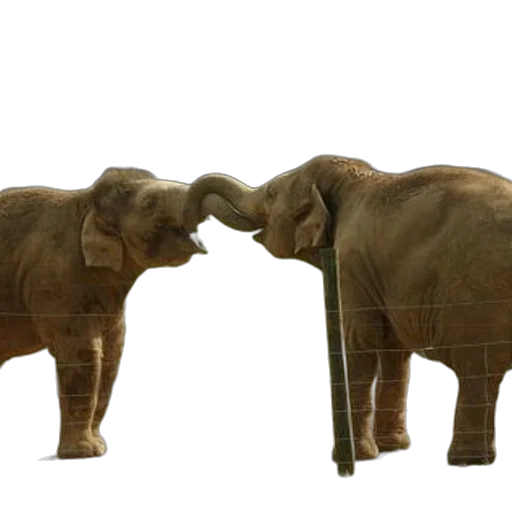 animal, 3d render, concept art, two, elephants, playfully, intertwine, their transparent PNG cut-out