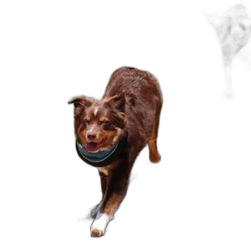 animal, staff, creature, photorealistic, 3d render, concept art, two, dogs transparent PNG cut-out
