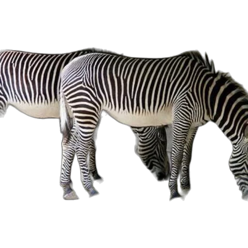 animal, creature, furniture, weapon, 3d render, concept art, photorealistic, monochrome transparent PNG cut-out