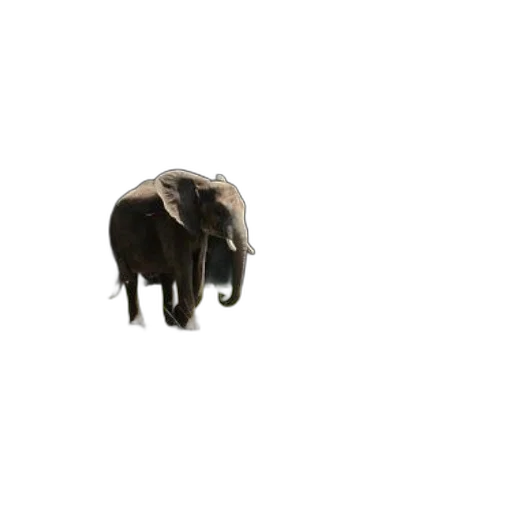 animal, creature, hat, staff, 3d render, photorealistic, concept art, pixel art transparent PNG cut-out
