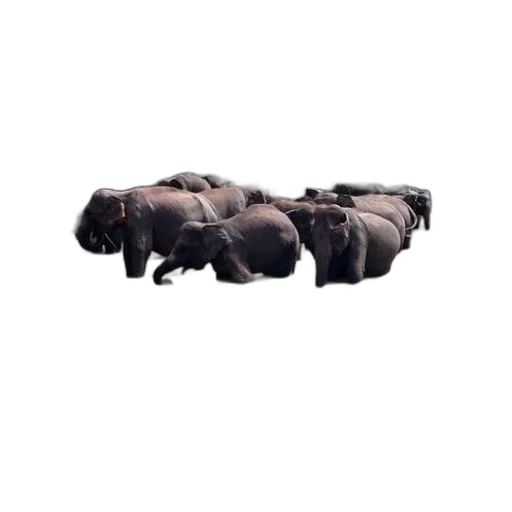 animal, weapon, food, furniture, 3d render, photorealistic, concept art, pixel art transparent PNG cut-out