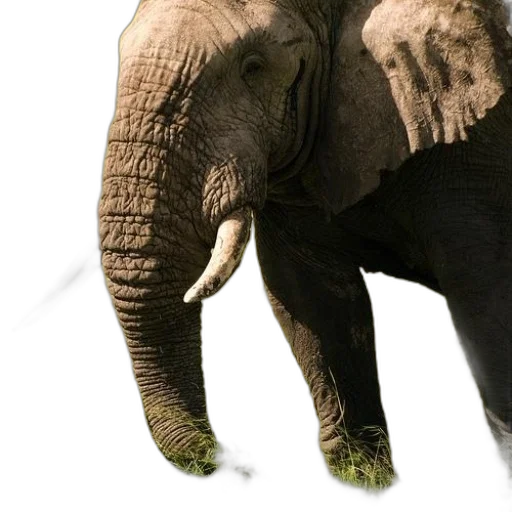 animal, creature, face, staff, photorealistic, concept art, 3d render, fantasy art transparent PNG cut-out