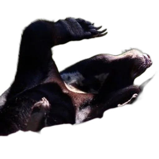 animal, creature, dragon, hair, photorealistic, 3d render, concept art, black transparent PNG cut-out