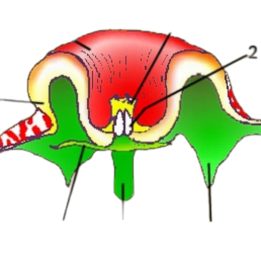 umbrella, flower, jacket, weapon, concept art, detailed, botanical, diagram transparent PNG cut-out