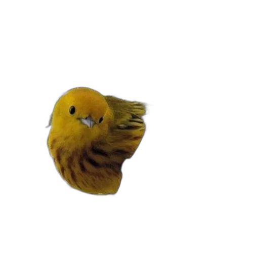 animal, hair, creature, mask, 3d render, photorealistic, vibrant, yellow transparent PNG cut-out