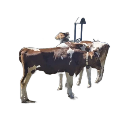 animal, staff, robot, weapon, concept art, 3d render, photorealistic, oil painting transparent PNG cut-out