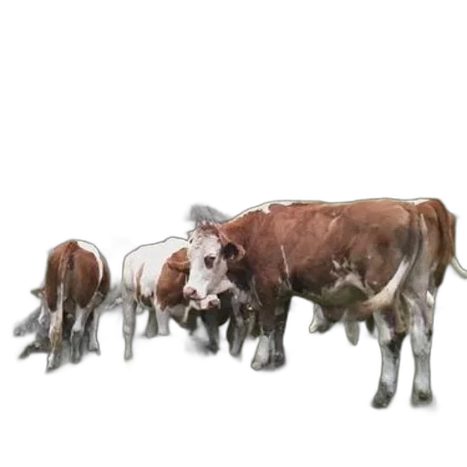 animal, jewelry, concept art, photorealistic, 3d render, three, cows, brown transparent PNG cut-out