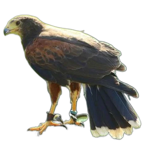 animal, staff, crown, jewelry, concept art, photorealistic, oil painting, 3d render transparent PNG cut-out