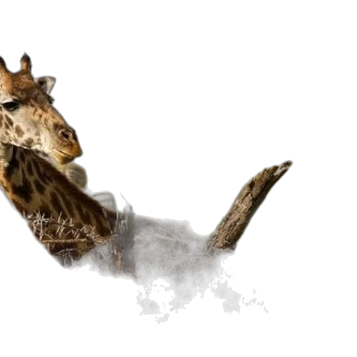 animal, dragon, creature, hair, photorealistic, concept art, fantasy art, 3d render transparent PNG cut-out