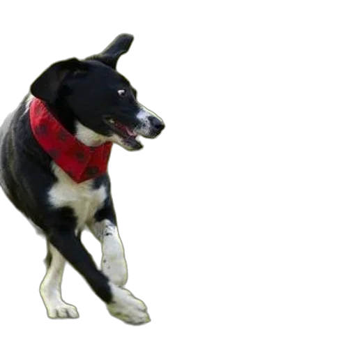animal, staff, creature, 3d render, photorealistic, concept art, two, dogs transparent PNG cut-out