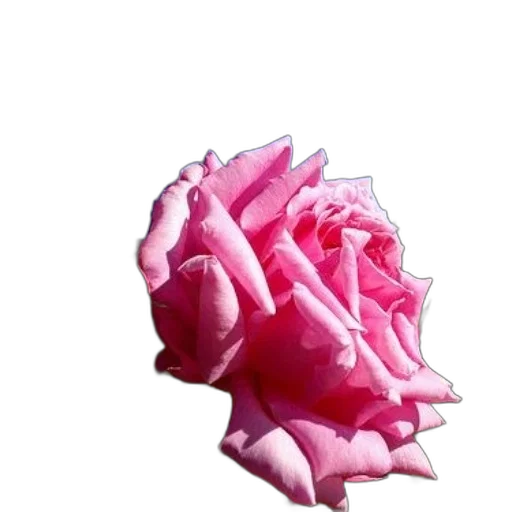crown, flower, face, mask, 3d render, vaporwave, photorealistic, concept art transparent PNG cut-out