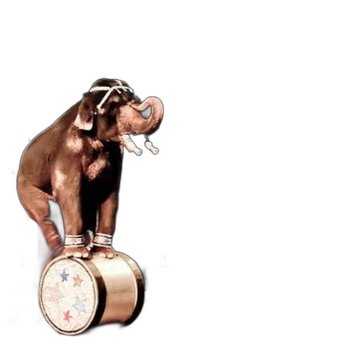 animal, elephant, balancing, barrel transparent PNG cut-out