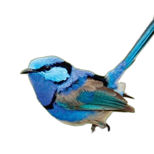 animal, staff, hat, weapon, 3d render, photorealistic, concept art, watercolor transparent PNG cut-out