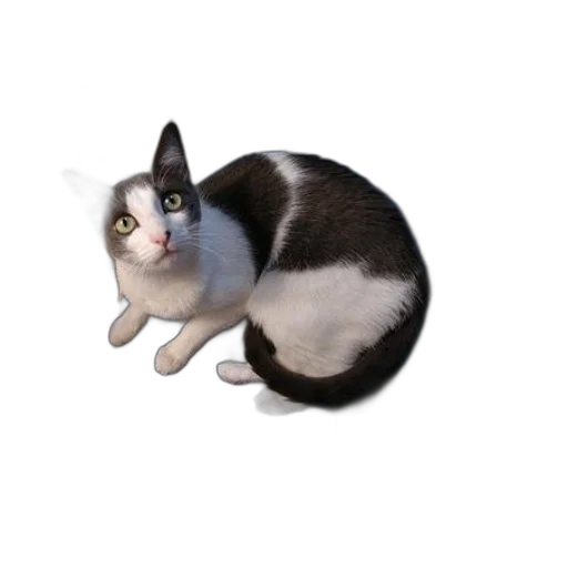 animal, creature, staff, hat, 3d render, photorealistic, pixel art, concept art transparent PNG cut-out
