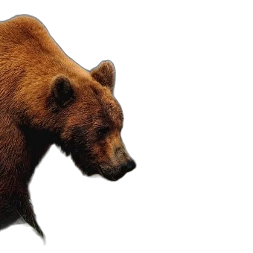 animal, creature, face, photorealistic, concept art, 3d render, brown, bear transparent PNG cut-out