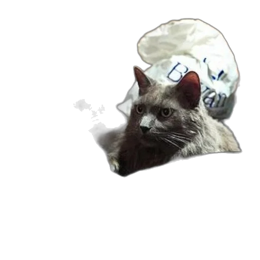 hat, animal, crown, creature, photorealistic, concept art, pixel art, 3d render transparent PNG cut-out
