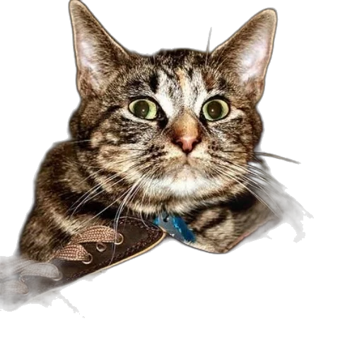 staff, animal, creature, face, photorealistic, oil painting, concept art, cartoon transparent PNG cut-out