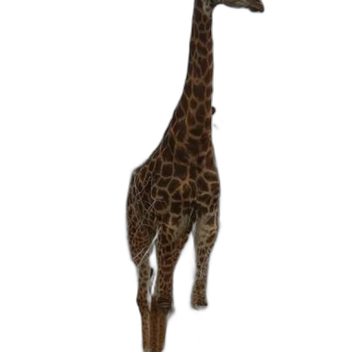 animal, creature, staff, weapon, 3d render, concept art, photorealistic, giraffe transparent PNG cut-out