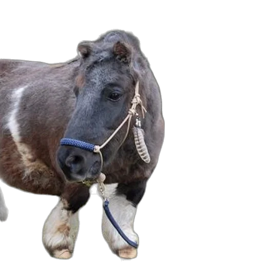 animal, creature, staff, jewelry, photorealistic, small, brown, horse transparent PNG cut-out