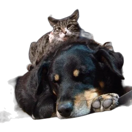animal, creature, hat, weapon, photorealistic, snow, cat, sits transparent PNG cut-out