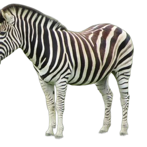 animal, creature, jewelry, furniture transparent PNG cut-out