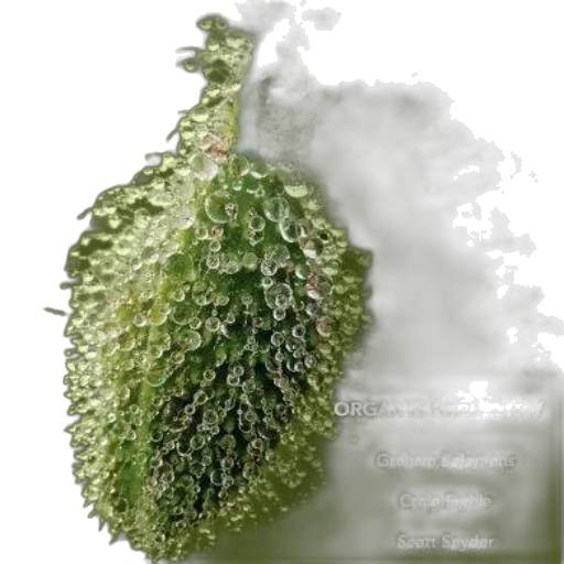 crown, food, dragon, jacket, photorealistic, 3d render, concept art, green transparent PNG cut-out