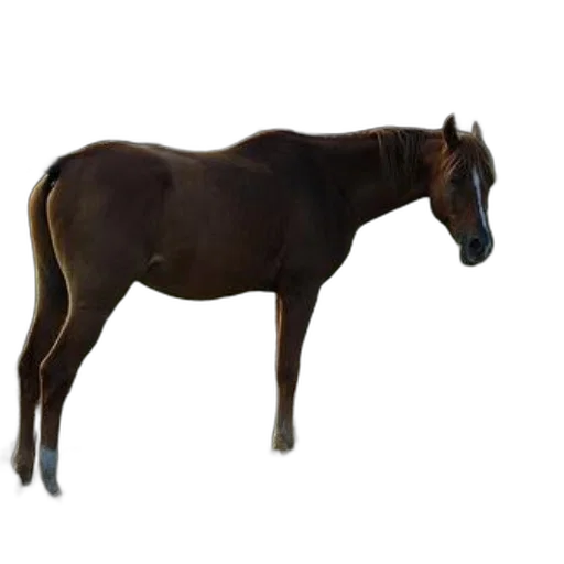 animal, staff, creature, furniture, photorealistic, 3d render, concept art, oil painting transparent PNG cut-out