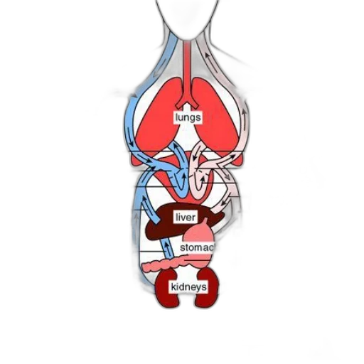 staff, crown, jacket, detailed, diagram, human, circulatory, system transparent PNG cut-out