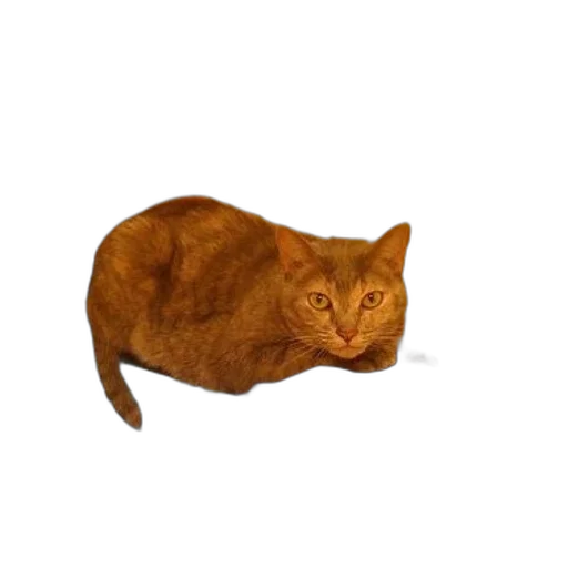 animal, creature, food, hat, 3d render, photorealistic, concept art, pixel art transparent PNG cut-out
