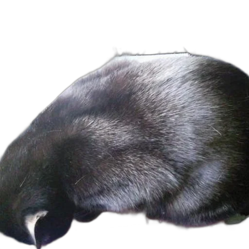 animal, creature, hair, hat, photorealistic, 3d render, oil painting, black transparent PNG cut-out