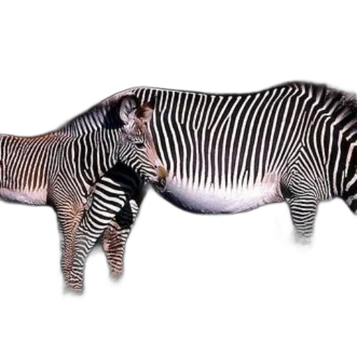 animal, creature, staff, weapon, 3d render, photorealistic, concept art, fantasy art transparent PNG cut-out