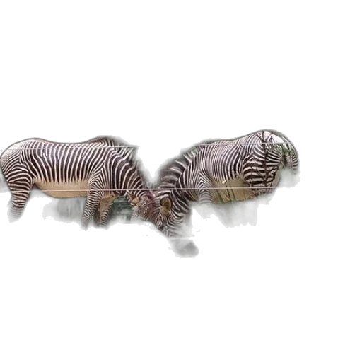 animal, creature, hair, jewelry transparent PNG cut-out