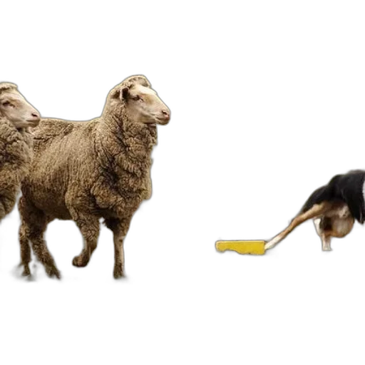 animal, weapon, food, dog, herds, two, sheep, fenced transparent PNG cut-out