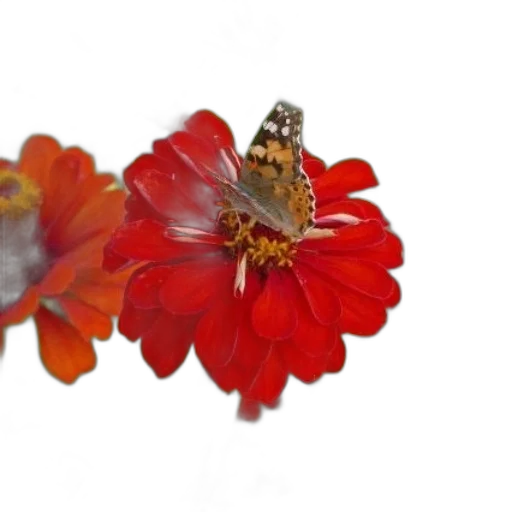 jewelry, flower, crown, animal, photorealistic, 3d render, concept art, oil painting transparent PNG cut-out